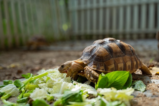 Tortue sucata mangeant des légumes