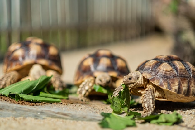 Tortue sucata manger des légumes avec fond nature