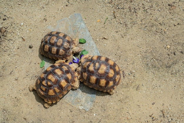 Tortue sucata manger des légumes avec fond nature