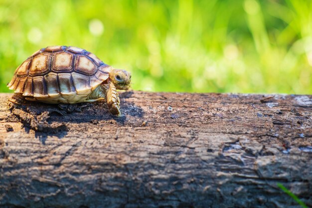 La tortue Sukata marche sur un arbre tombé.