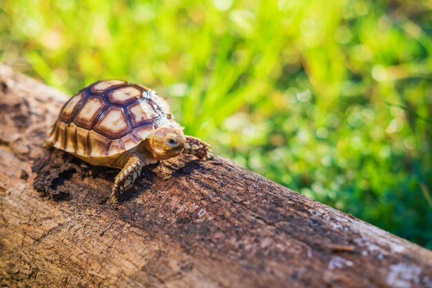 La tortue Sukata marche sur un arbre tombé.