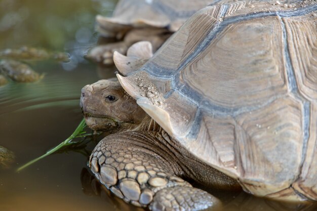 Photo tortue sulcata