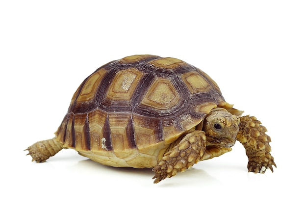 Photo tortue sur surface blanche