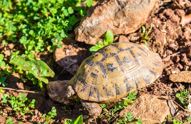 Tortue sur le terrain près de Moulay Idriss Zerhoun au Maroc