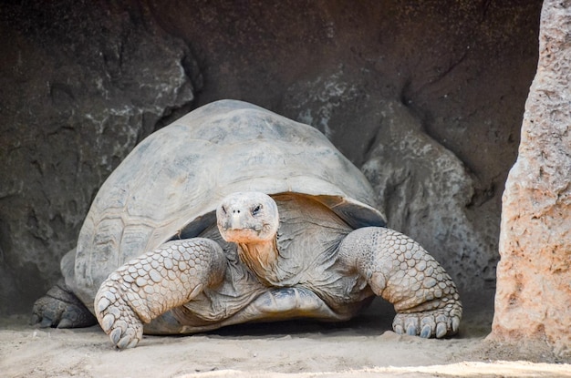 Tortue Terre Galapgos Tortue