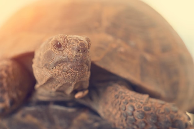 Tortue terrestre avec gros plan de la lumière du soleil