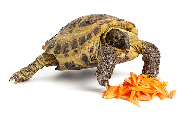 Tortue terrestre isolée sur une surface blanche