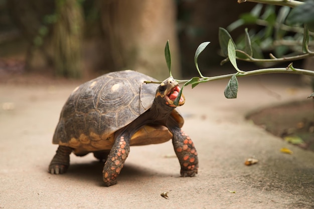 La tortue terrestre mange des feuilles Amphibiens avec panser Coal turtle