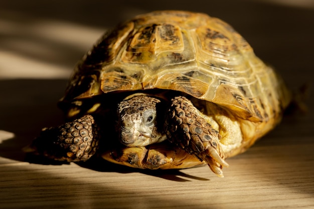 Une tortue terrestre rampe sur le sol dans une pièce