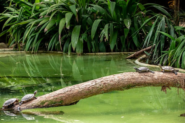 Tortue tigrée bronzer sur un tronc d'arbre dans le lac.