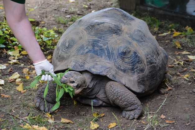 Tortue. Tortue géante des Galapagos mangeant de l'herbe Zoo de Londres.