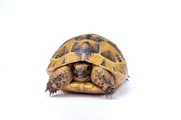 Tortue ou tortue isolée sur fond blanc.