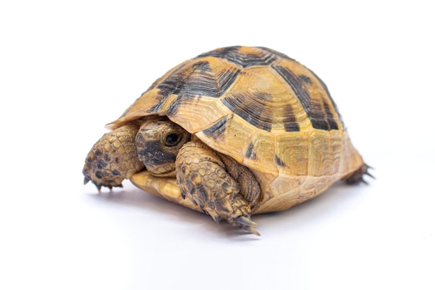 Tortue ou tortue isolée sur fond blanc.