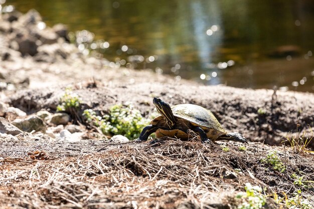 Photo la tortue à ventre jaune trachemys scripta scripta s'étend sur les rochers devant un ruisseau à bonita springs en floride