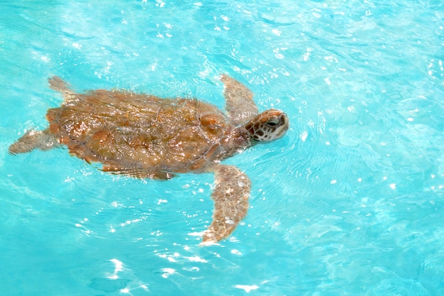 Photo tortue verte chelonia mydas des caraïbes