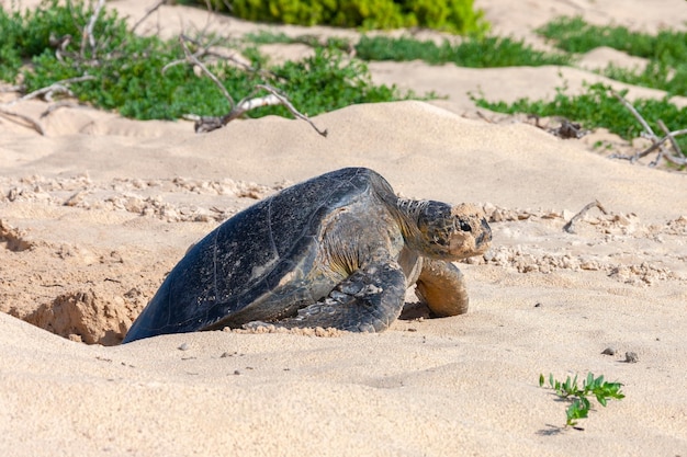 Tortue verte du Pacifique Îles Galápagos Floreana