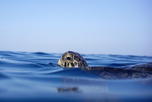 La tortue verte fait surface pour respirer de l'air