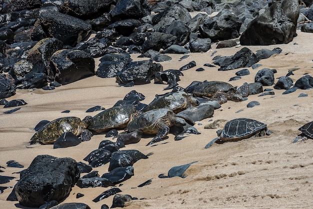 Tortue verte sur la plage