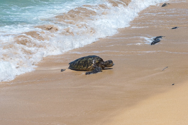 Tortue verte sur la plage