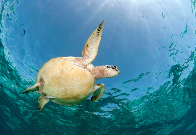 Tortue verte. Vie marine de l'île d'Apo, Philippines