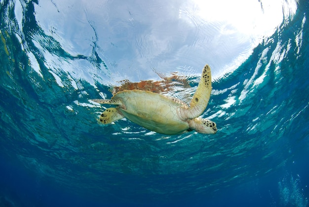 Tortue verte. Vie marine de l'île d'Apo, Philippines