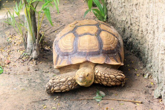 la tortue