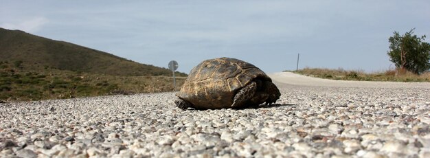 Tortue