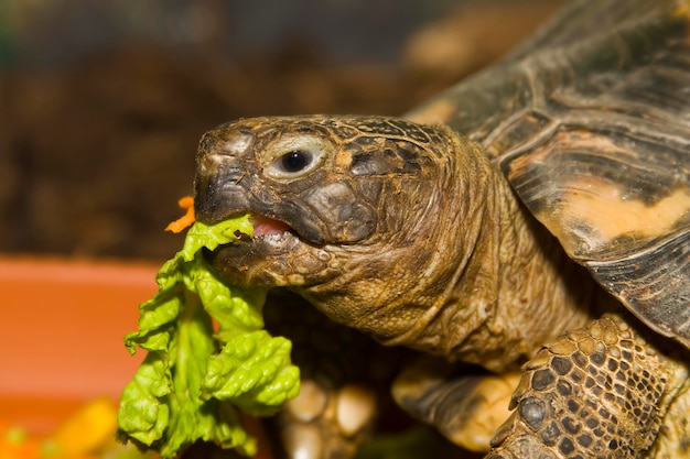 Tortue