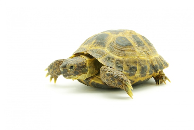 Photo tortue