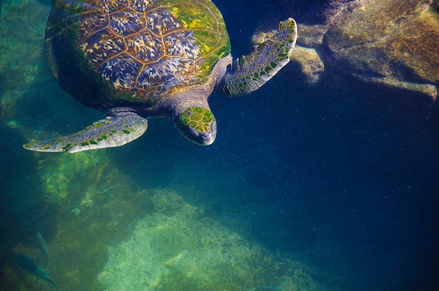 Photo tortues dans l'eau sur la mer rouge