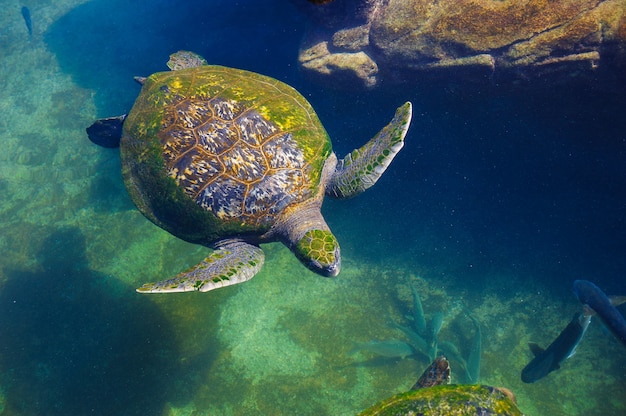 Tortues dans l'eau sur la mer rouge