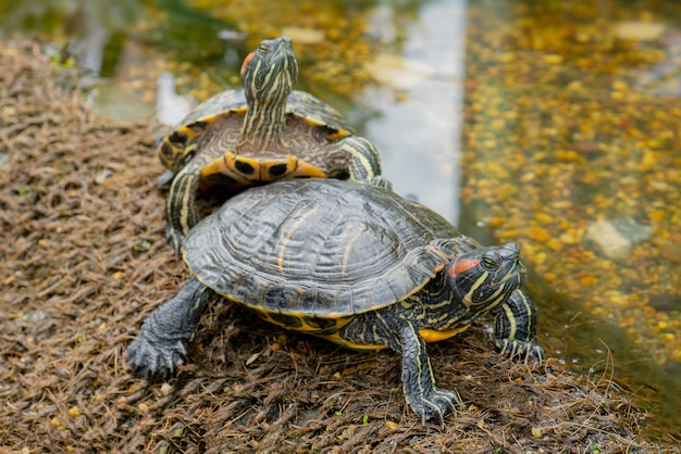 Tortues d&#39;eau douce sur le rivage près de l&#39;eau