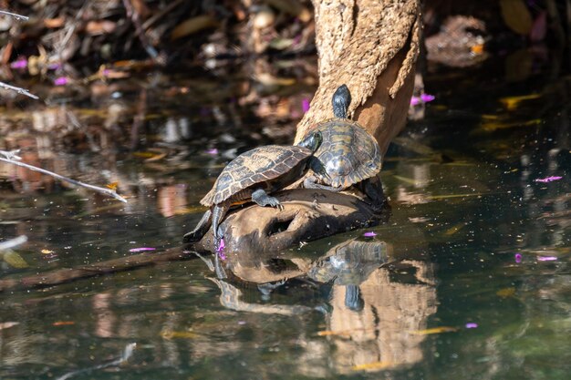 Tortues d'eau douce sauvages prenant un bain de soleil au bord de la rivière Tracaja