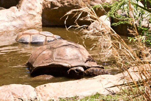 Photo tortues géantes dans l'étang du zoo