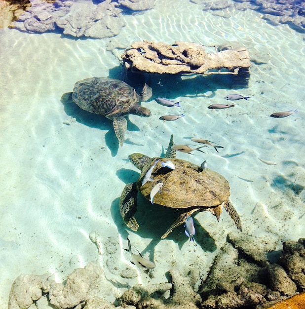 Photo les tortues de mer au paradis