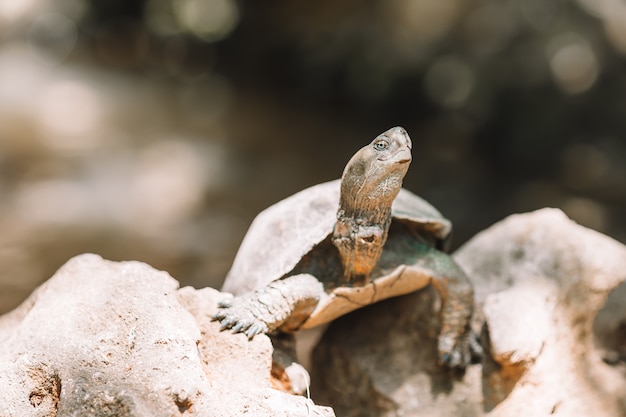 Tortues de mer à la recherche de l'eau dans la réserve