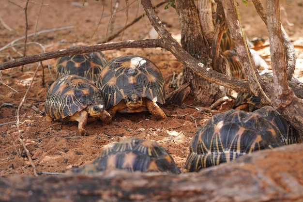 Tortues rayonnées - Astrochelys radiata - espèces de tortues en danger critique d'extinction, endémiques de Madagascar, marchant sur le sol près des arbres