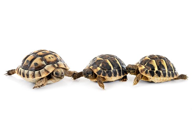 Tortues en studio