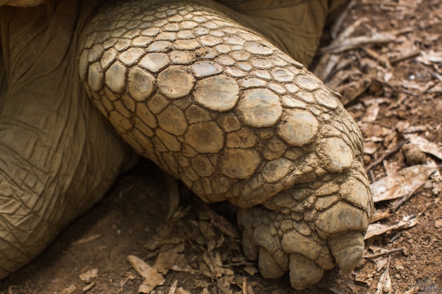 Tortues terrestres