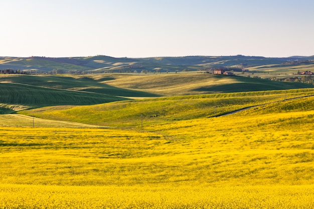 Toscane extérieure Val d Orcia vert et champs jaunes