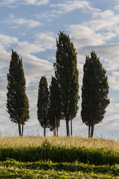 Toscane Italie Cyprès contre ciel nuageux