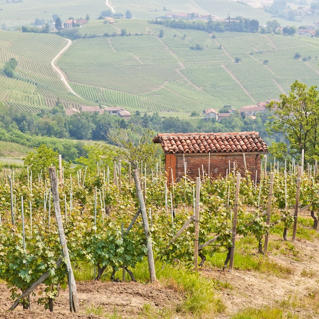 Toscane. Vignoble au milieu de la région viticole la plus célèbre d'Italie.