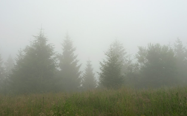 Tôt le matin brumeux dans les Carpates