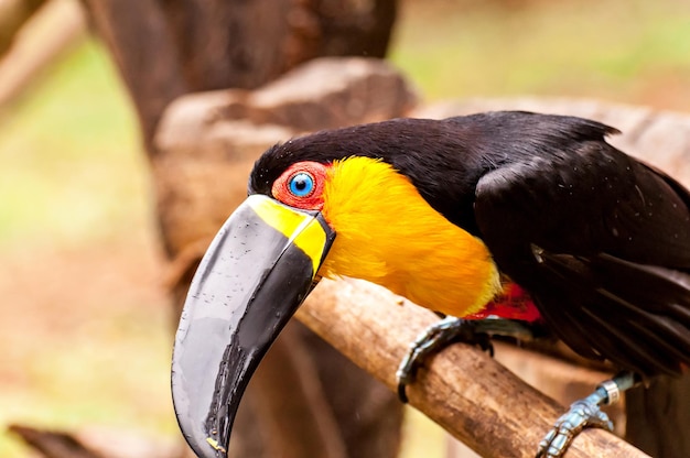 Toucan à bec noir (Ramphastos vitellinus), beau toucan à bec noir au Brésil