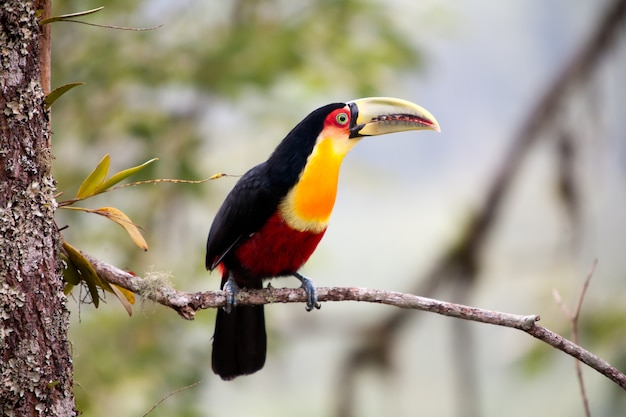 Toucan à bec vert - Toucan à poitrine rouge