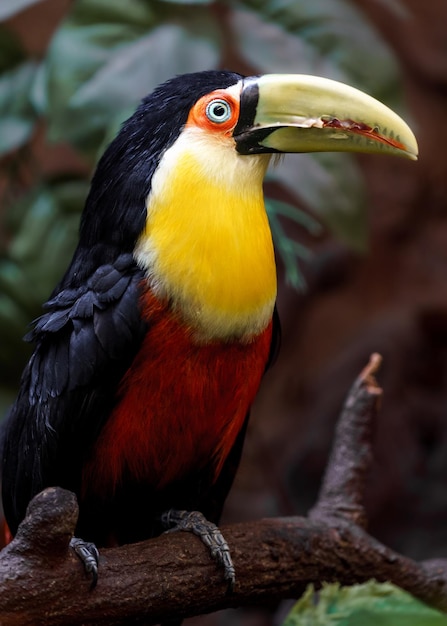 Toucan à bec vert