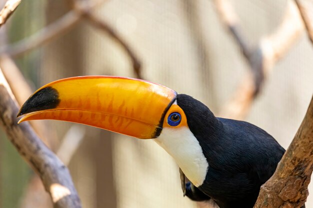 Toucan sur la branche. Parc ornithologique au Brésil.