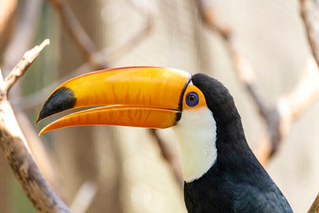 Toucan sur la branche. Parc ornithologique au Brésil.