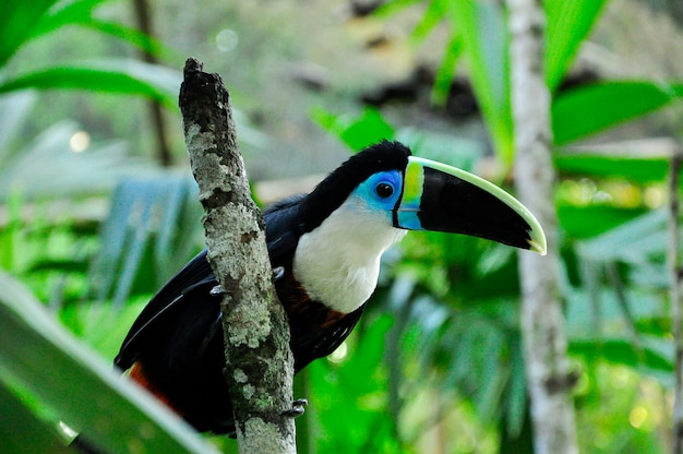 Toucan sur une branche