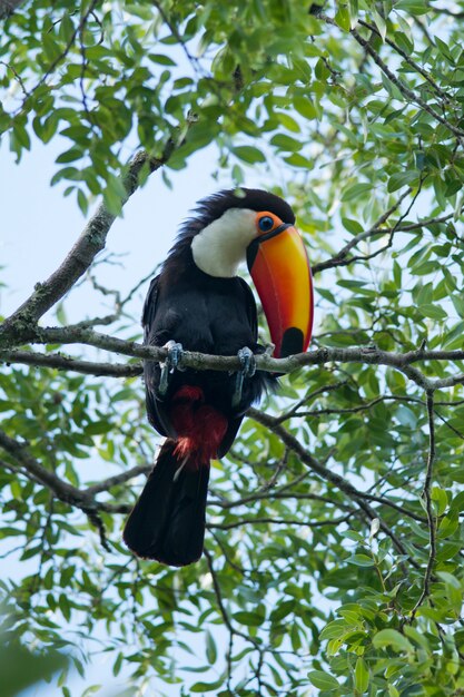 Toucan sur une branche